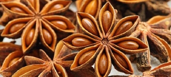 Лечебные свойства и противопоказания бадьяна