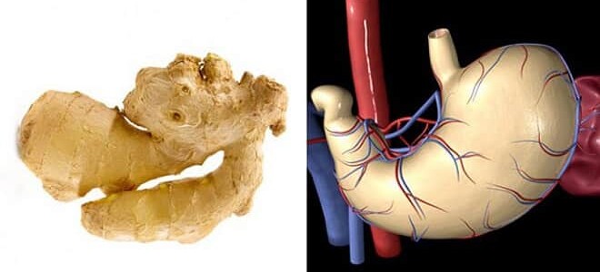 Имбирь для желудка и кишечника
